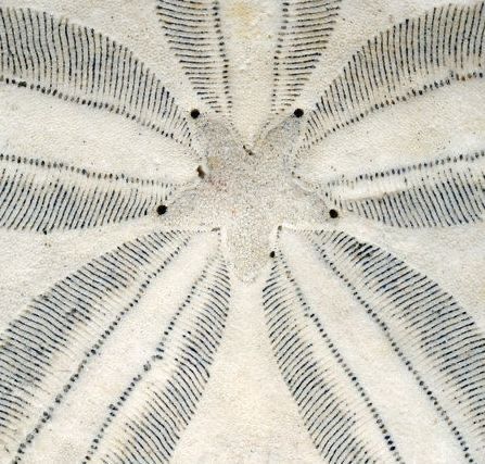 Sand Dollar