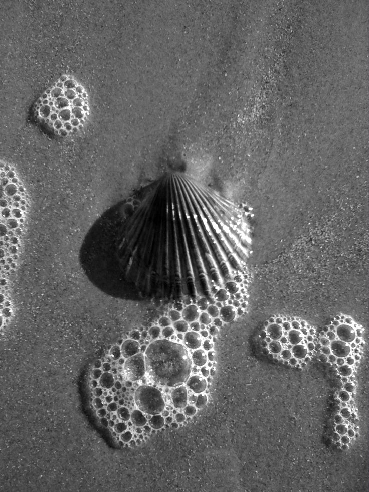 Shell – Dr Pacific